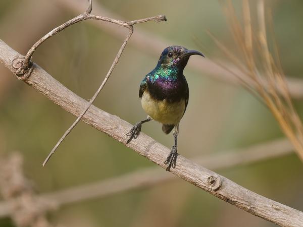 <h3><a href="/trips/gambia/biota/animalia/chordata/aves/040 passeriformes/112 nectariniidae/cinnyris venustus/cinnyris venustus-nl.html">Cinnyris&nbsp;venustus</a> / Variable&nbsp;sunbird / Ornaathoningzuiger</h3>OM-1 Mark II met OLYMPUS M.150-400mm F4.5, 1/2000 sec  bij F4.5, ISO 1000, afstand 8.58&nbsp;m